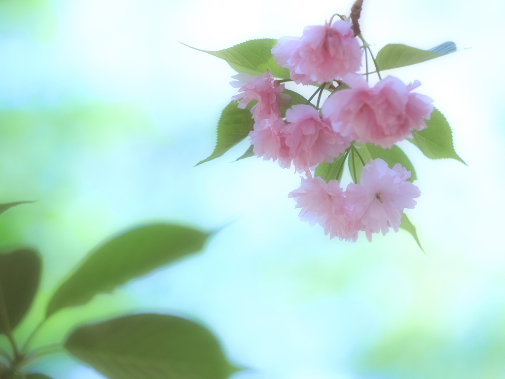 夢色八重桜 ～其の参～