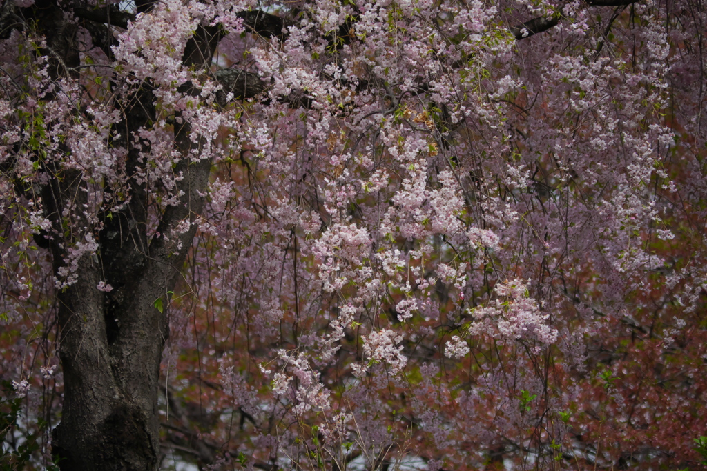 cherry blossom waterfall