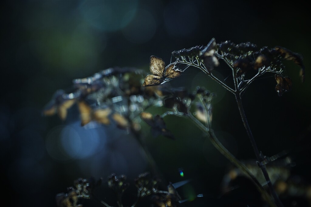栄華の余韻 ④ ～枯れ紫陽花～