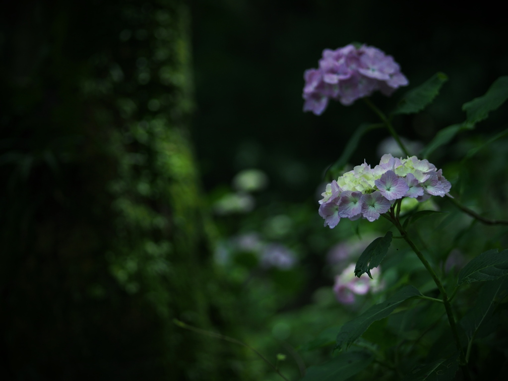 涼感の木陰