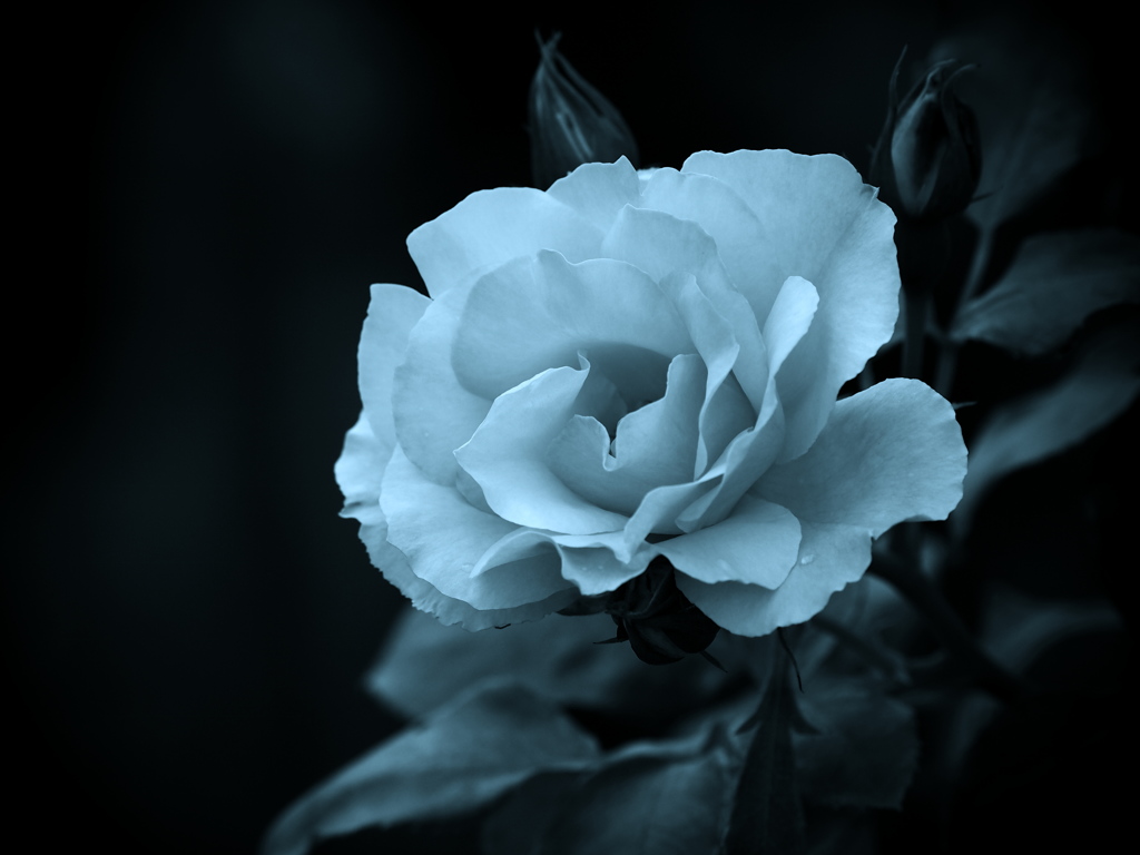 モノトーンの記憶 - 過ぎし日の薔薇 -  ⑦