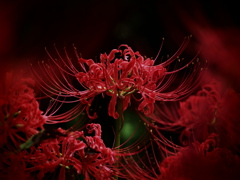紅の女帝 ～曼珠沙華～