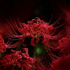 紅の女帝 ～曼珠沙華～