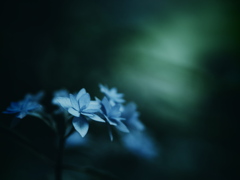 Daydream ～Mysterious_Blue～