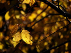 秋色の輝き