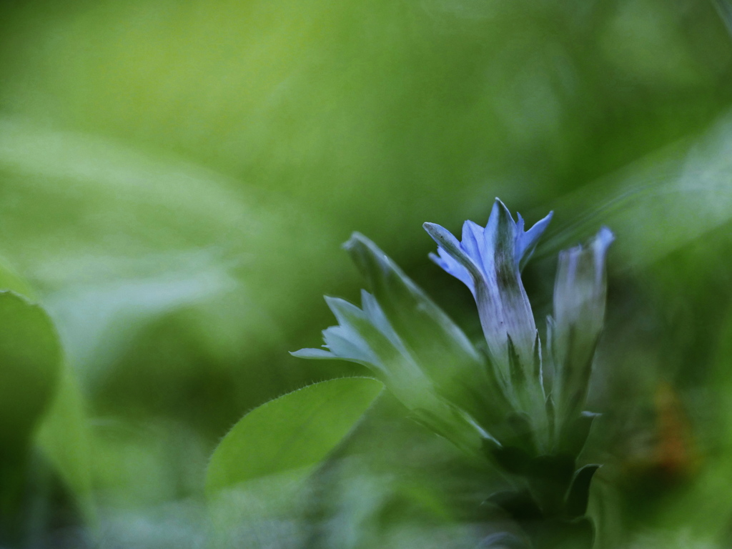 May's Blue Fairies