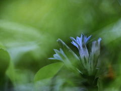 May's Blue Fairies