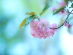君色の桜花