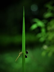 休日の蜻蛉