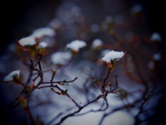 氷雪の花が咲いた