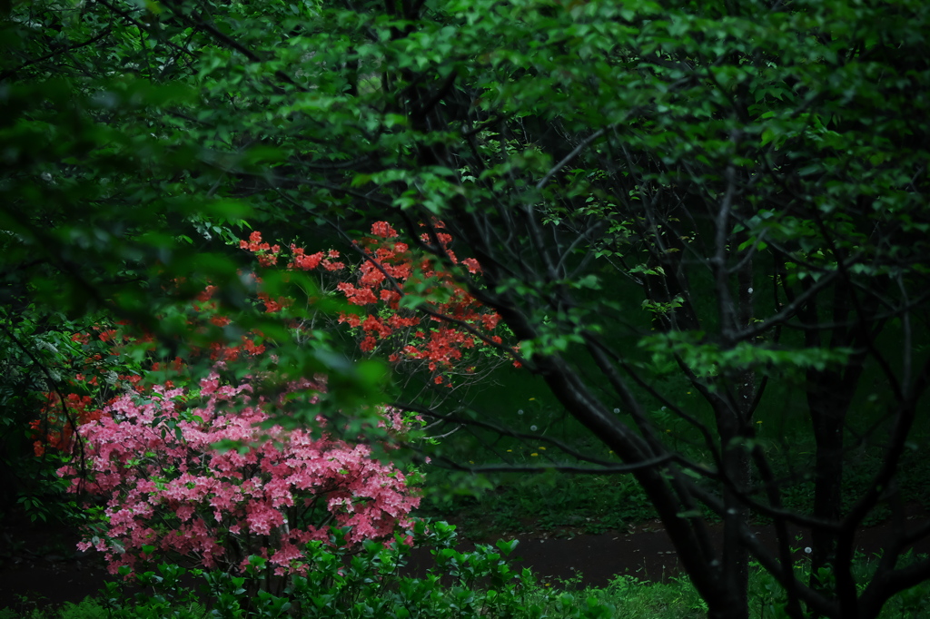 躑躅の森  ④