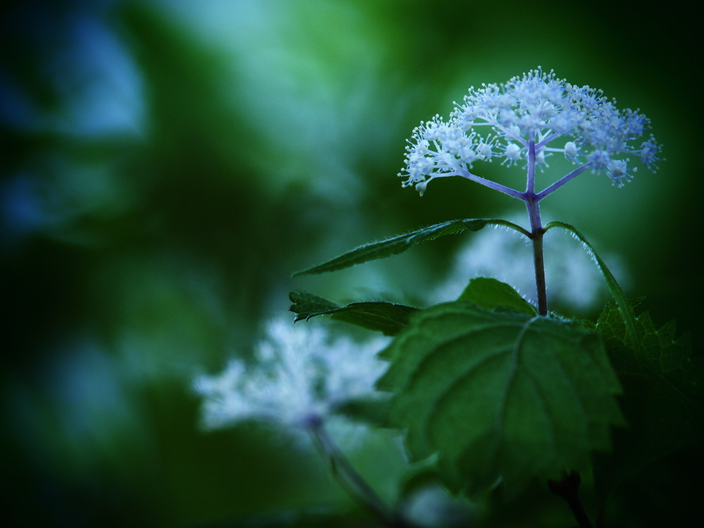 小さき者たちの囁き - 小紫陽花 -  ②