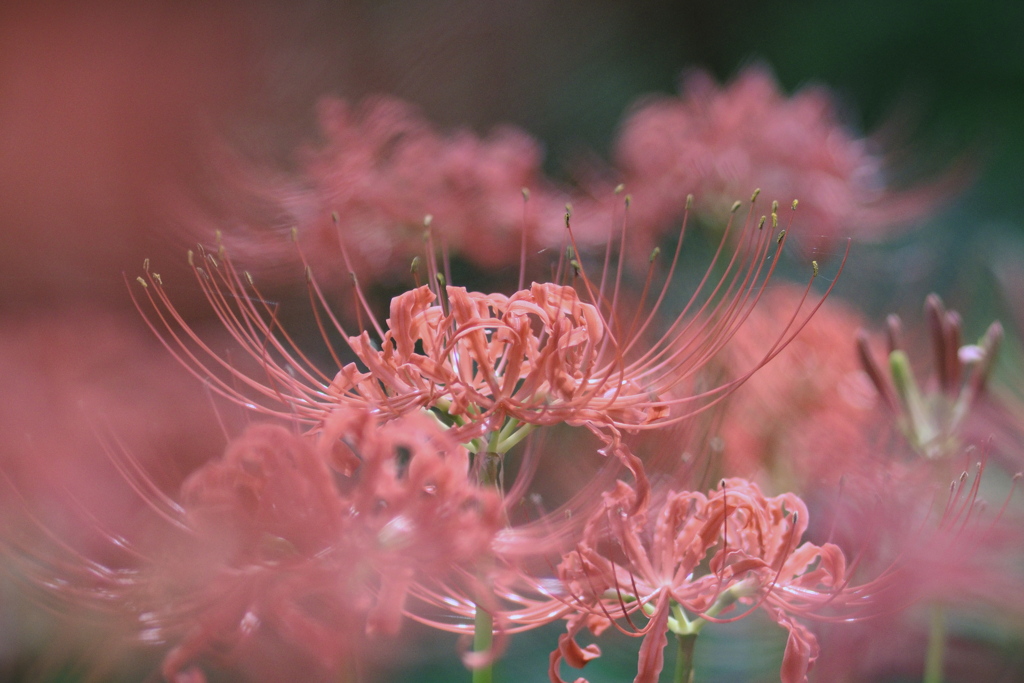 陽下の曼殊沙華