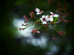 桜・Last Stage
