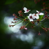 桜・Last Stage