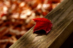 ひとひらの紅葉