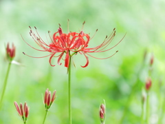 一番咲き ～曼珠沙華～