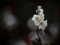 白梅