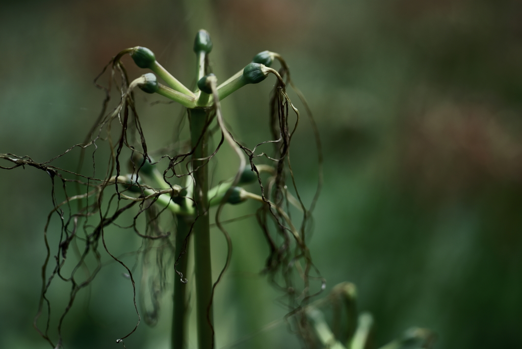 変貌  曼珠沙華