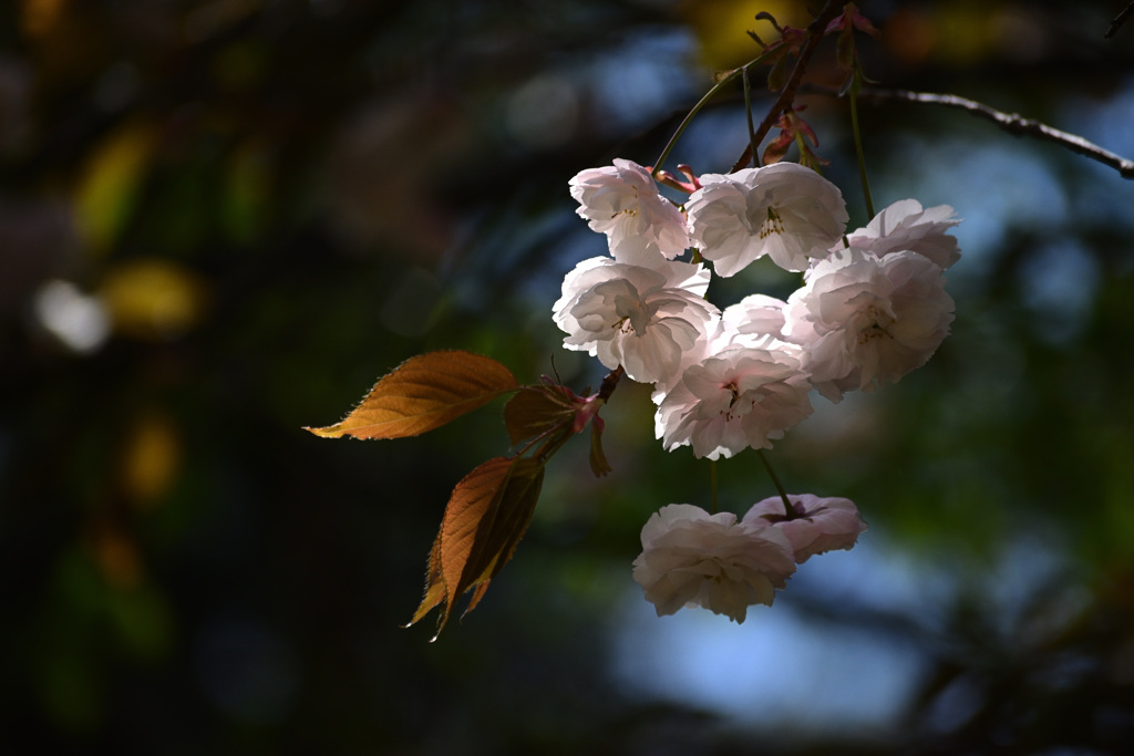春色スケッチ ⑤ ～八重桜～