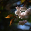 春色スケッチ ⑤ ～八重桜～