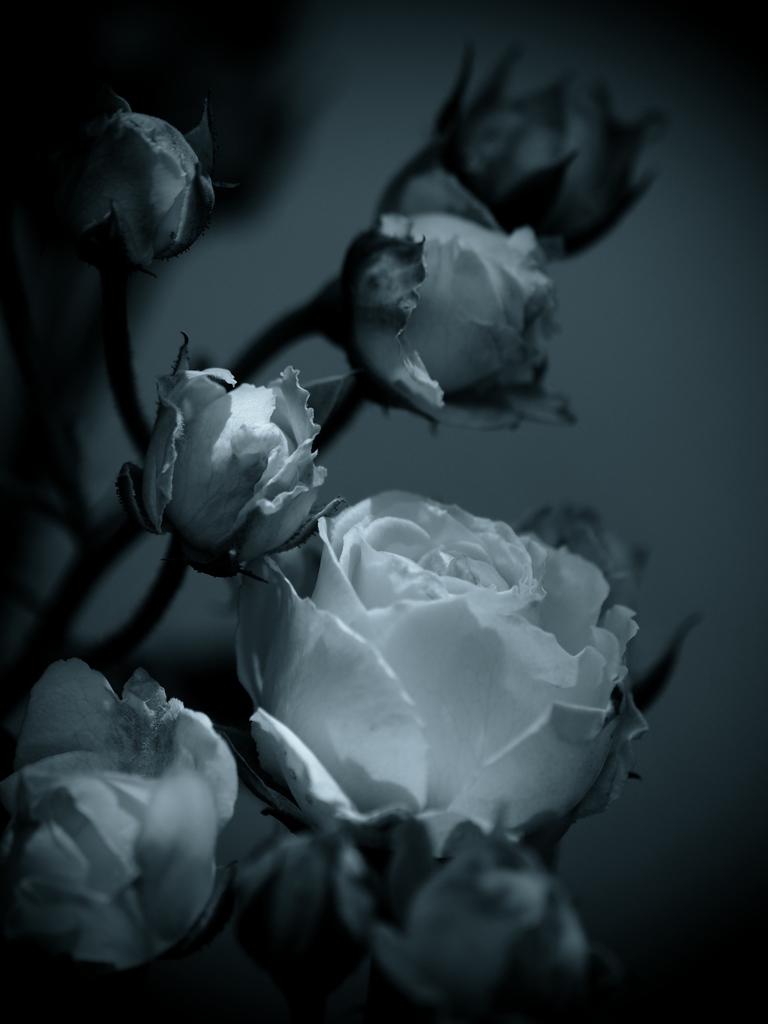 モノトーンの記憶  - 過ぎし日の薔薇 -  ③