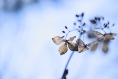 枯れ紫陽花 ① 「はじめてレンズ」