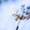 枯れ紫陽花 ① 「はじめてレンズ」