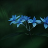 紫陽花 七段花  ③