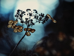 栄華の果て ～枯れ紫陽花～