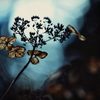 栄華の果て ～枯れ紫陽花～