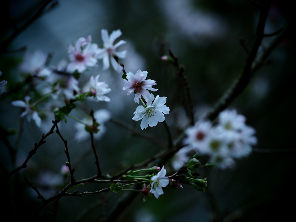 小葉桜