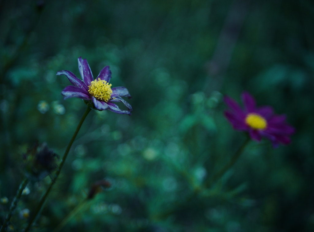 晩花　こすもす