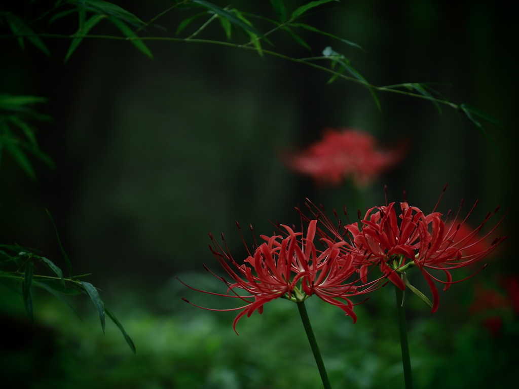 静の森の曼珠沙華