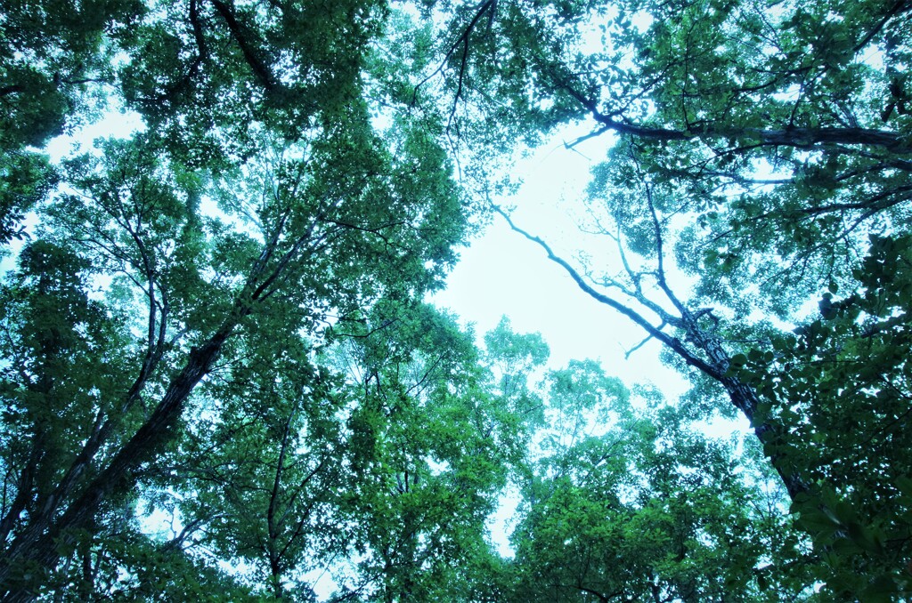 今年の夏が往く