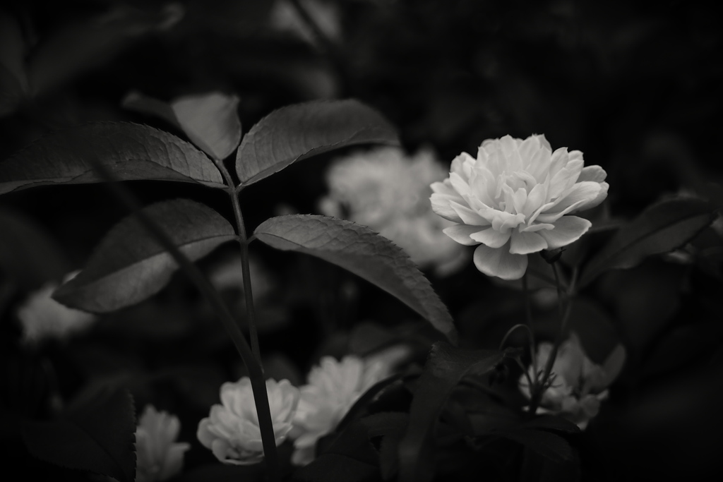 Banksia Rose