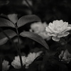 Banksia Rose