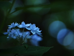 Silent blue　～七段花～