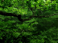 静寂の沼 －水中の森－ 其の一