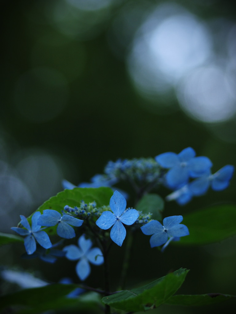 紫陽花BLUE