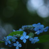 紫陽花BLUE