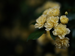 「素朴な美」木香薔薇