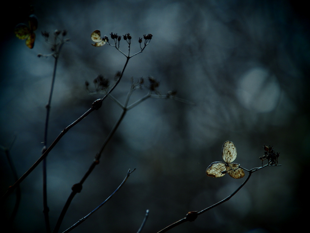 花の記憶 ～枯れ紫陽花～ 其の十