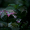 Rainy afternoon