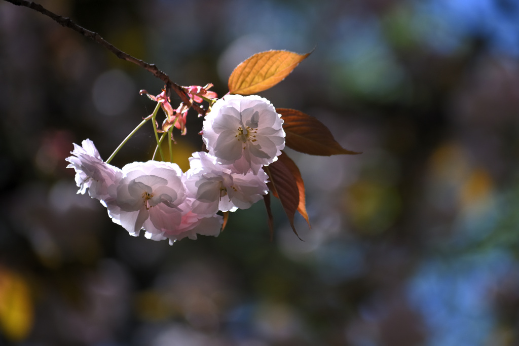 八重姫 ～八重桜～