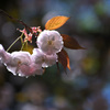 八重姫 ～八重桜～