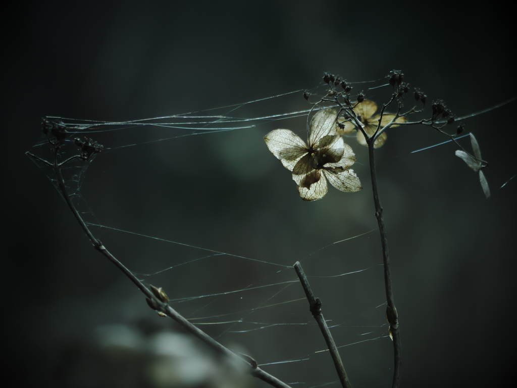 あやとり ～枯れ紫陽花～