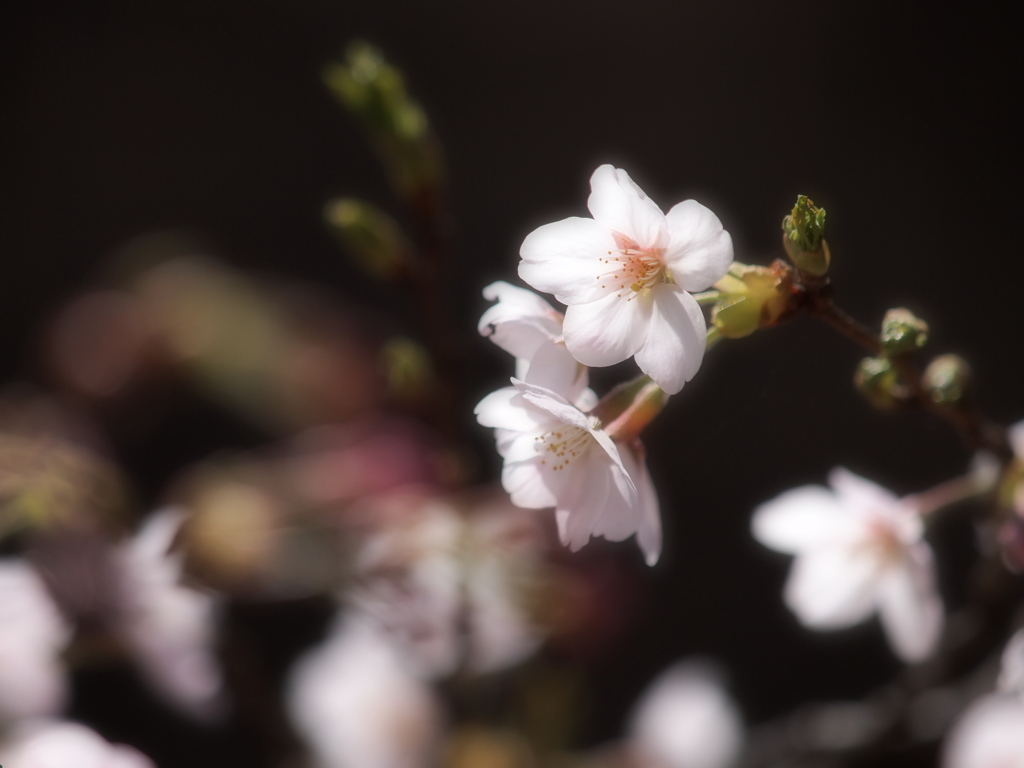 桜日和  ①
