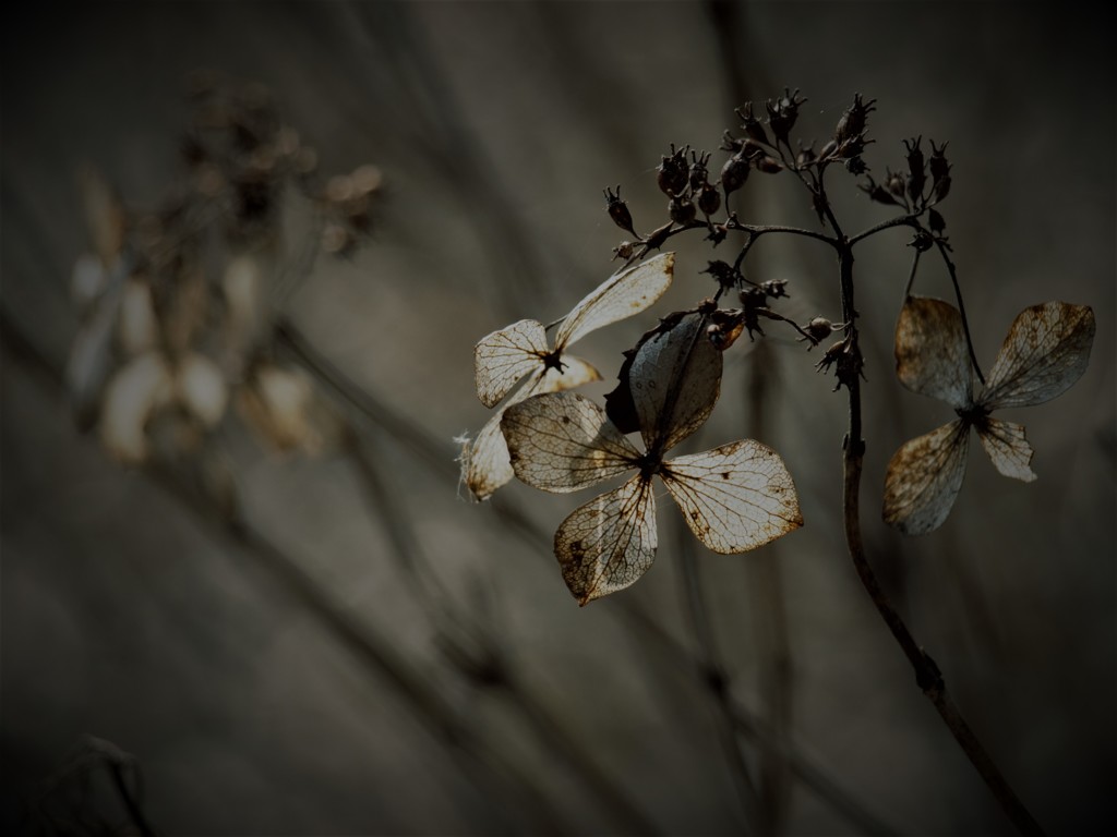 盛衰 -枯れ紫陽花-