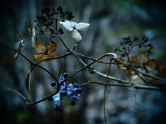 枯れ紫陽花とblue beans